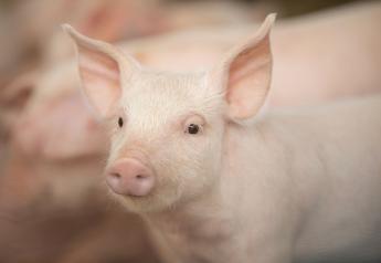 The Path to a PRRS-Resistant Pig: A Look at What’s Next