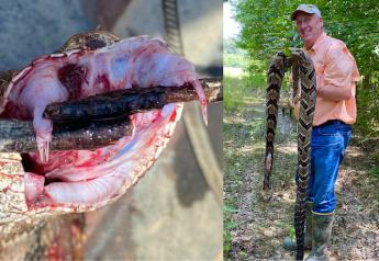 Monster Snake Repeat: Weeks Apart, Farmer Kills Two 6’-plus Timber Rattlers