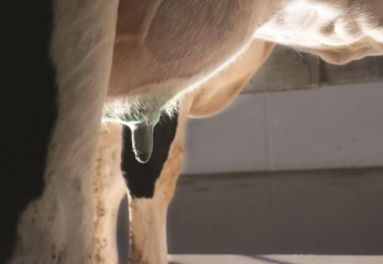 Use Teat Disinfection to Protect Against Contagious Pathogens