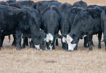 Peel: Planned and Impulse Heifer Breeding