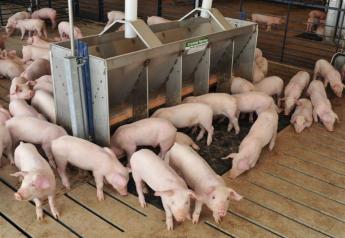 New Ways to Improve Feed Efficiency and Safety of Weaned Pigs