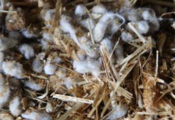 Whole Cottonseed Supply Estimated At 4 Million Tons