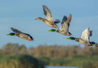 USDA Boosts Wild Bird Surveillance For Avian Influenza