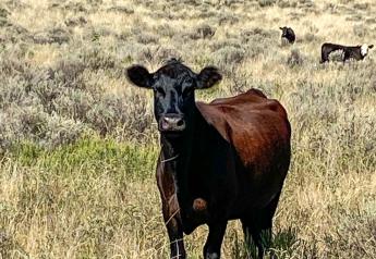 Profit Maximization for Cattle Producers