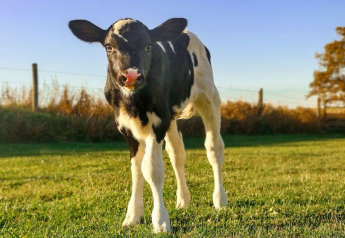 Cow-Calf Contact Systems are a Global Reality