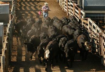 COF Confirms Heavy Front-end Numbers, Tighter Feeder Cattle Supply