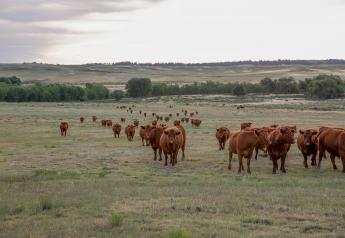 Nalivka: Are Cattle Markets Headed to 2014 Prices or Higher?