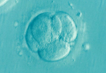 This Hormone Could Help Reduce Pregnancy Loss After Embryo Transfer