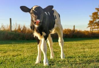 Helping Calves Eat Naturally