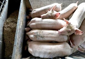 Cash Feeder Pig Prices Average $90.49, Up $11.27 Last Week