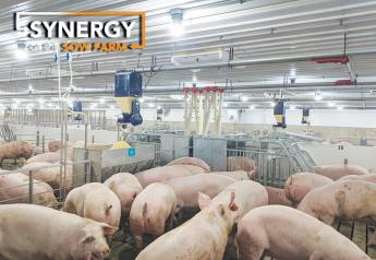 Ease Your Gilts into Electronic Sow Feeding Systems