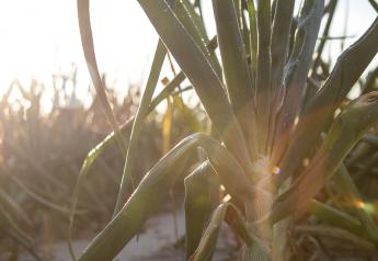 Bland Farms CEO optimistic in face of challenges ahead of 2022 Vidalia onion season