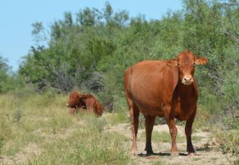 Drought Raises Concern For Cattle Fever Ticks in South Texas