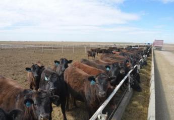 Carcass Trait Accuracy Improves with Beef on Dairy Data