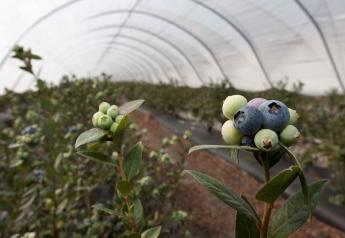 Florida blueberries hit prime market window