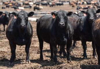 CAB Insider: Premium Beef Remains in Fashion