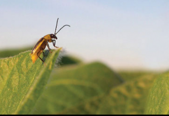 New RNAi Technology Takes the Bite out of Corn Rootworm