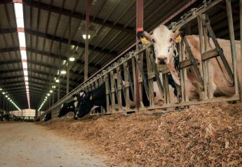 65% of the Nation’s Dairy Herd Lives On 1,000-Plus-Cow Operations