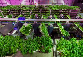 Vertical farming reaches new heights: Q&A with Kalera's Henner Schwarz