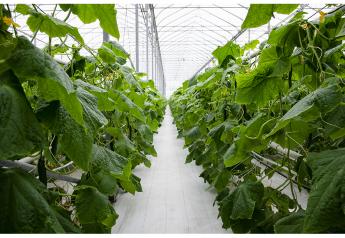 Cukes on display: Great Lakes Greenhouses looks forward to CPMA debut