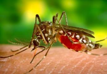 5 Ways to Keep Mosquitoes Away This Summer