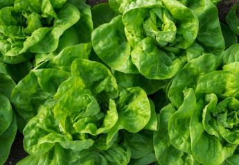 Sakata Seed America announces opening of a new lettuce distribution facility