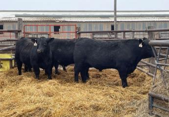 Proper Bull Management is Key to Successful Breeding Season