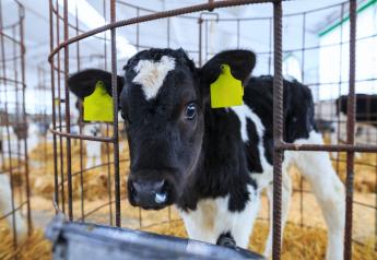 Dairy Calves May Join the “Phase Feeding” Club Soon