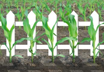 Do Pretty Corn Fields Actually Translate Into Higher Yields?