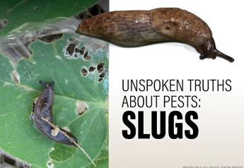 Unspoken Truths About Pests: Slugs