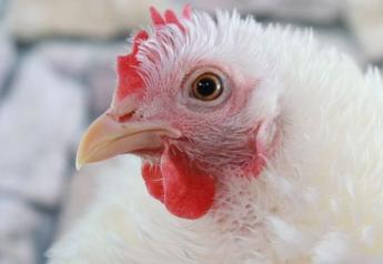 Highly Pathogenic Avian Influenza Found in Commercial Chickens in Missouri