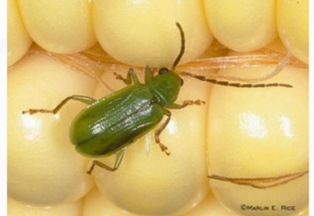 Ferrie: Rootworm Featuring Extended Diapause Moves into Illinois
