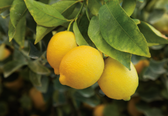 Wonderful Citrus promotes seedless lemons, limes