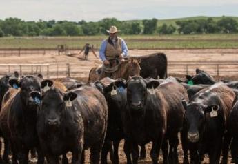 CAB Insider: CAB Supplies Up Amidst Lower Fed Cattle Totals