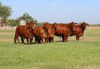 American Breeds Provide Selection Indexes for Beef Producers