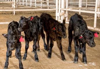 Dairy Semen Sales hit 17-Year-Low: What Will the Trend be Going Forward?