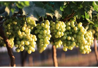 New varieties of table grapes gaining favor