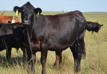 Horn Flies: Impact and Control Options for Pastured Cattle