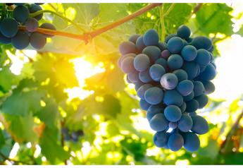 Mexican grape packout up nearly 20%