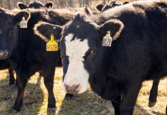 Phosphorus Supplements May Not be Needed for Heifers