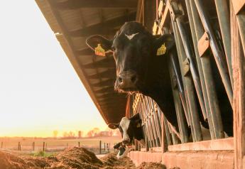 High Beef Prices to Encourage On-Going Dairy Culling