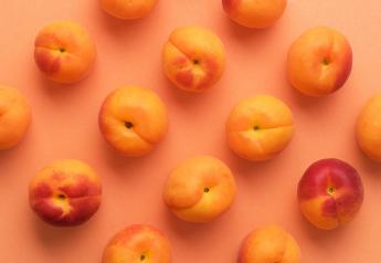 Apricots a favorite among households with children