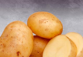 Potato price outlook firm, RaboResearch report says