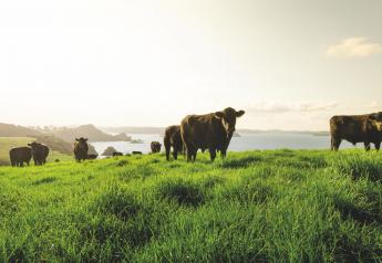 New Zealand Company Offers Net Carbon Zero Angus Beef