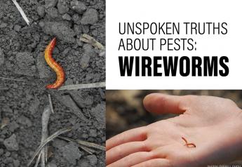Unspoken Truths About Pests: Wireworms
