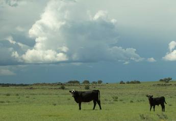 Can the Cattle Industry Have a Positive Impact on Climate Change? YES!