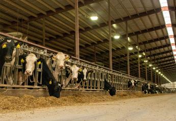 Mineral Supplementation Boosts Cow Comfort and Milk Production 