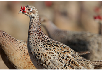 24 States Confirm 'Bird Flu' in Poultry. Report Cases to State Veterinarians