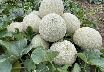 Melon mania: Consumer interest on the rise for whole and cut