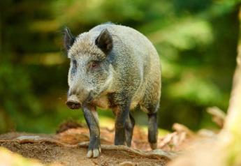 African Swine Fever Discovered in Wild Boar in Rome